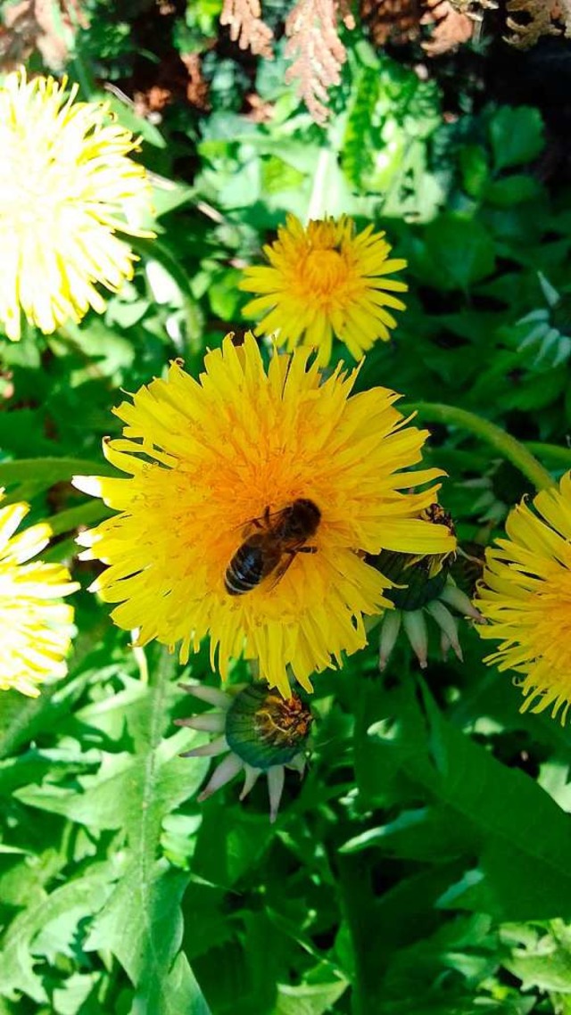 Biene auf knallgelbem Lwenzahn  | Foto: Fleur Steinmitz
