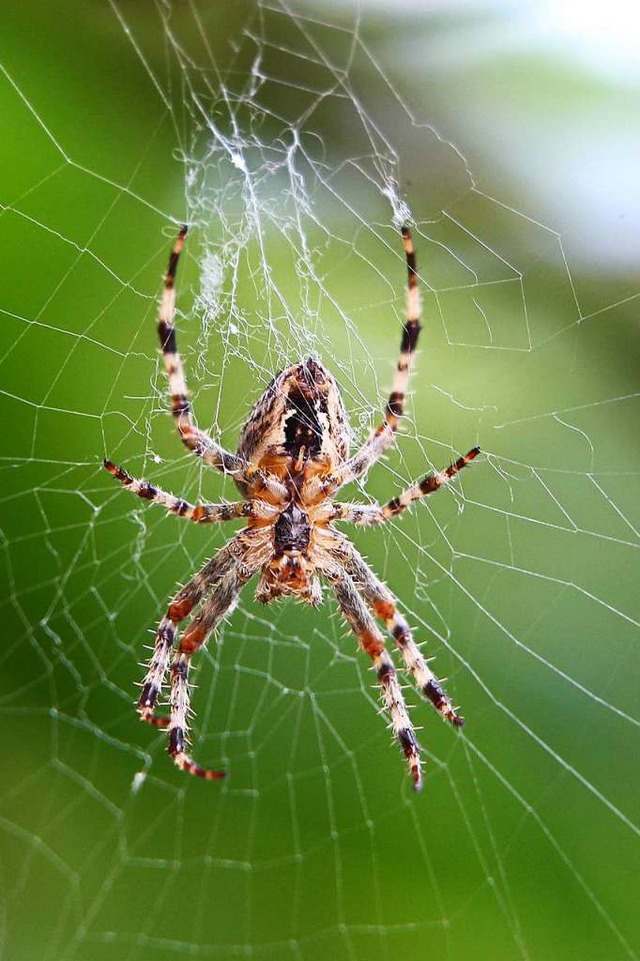 Was passieren kann, wenn eine Spinne n...gs ist, hat sich in Neustadt gezeigt.   | Foto: Karl-Josef Hildenbrand