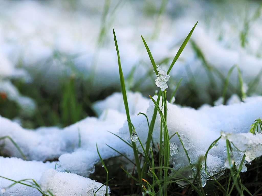 Eine schneeweie Schicht hat am Dienstagmorgen Bume, Wiesen und Blumen rund um Feldberg berzogen.