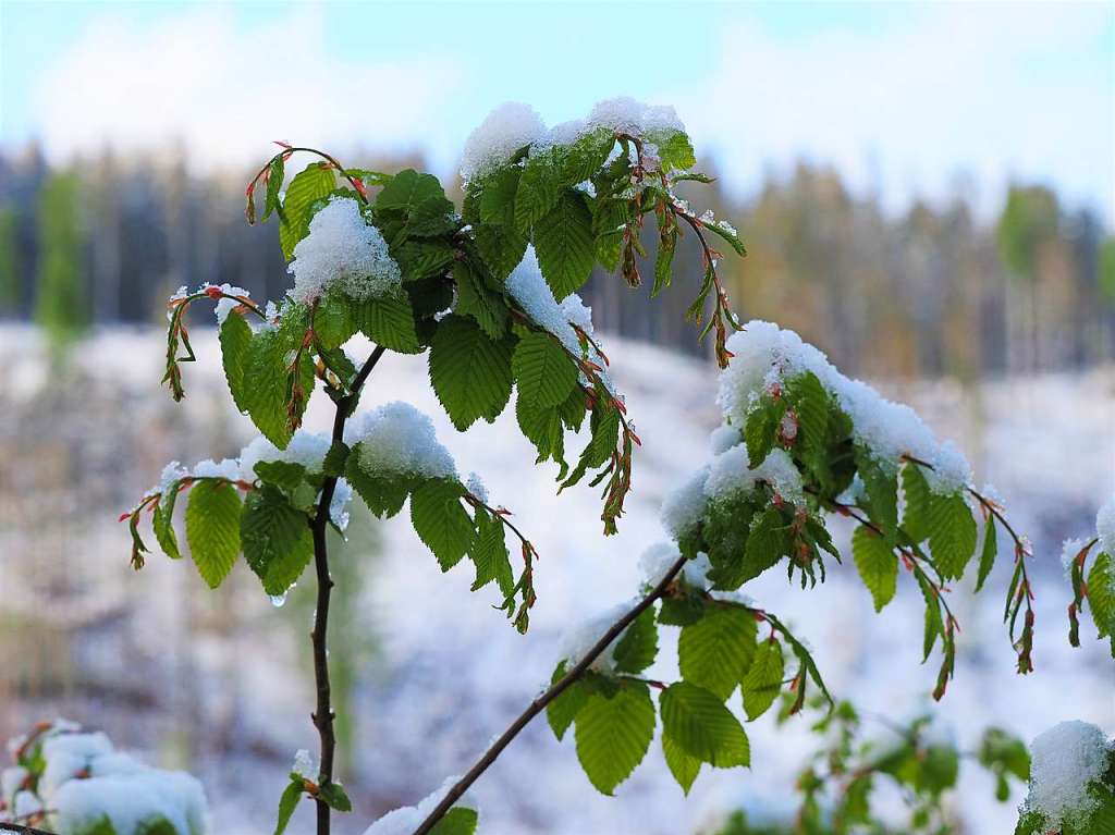 Eine schneeweie Schicht hat am Dienstagmorgen Bume, Wiesen und Blumen rund um Feldberg berzogen.