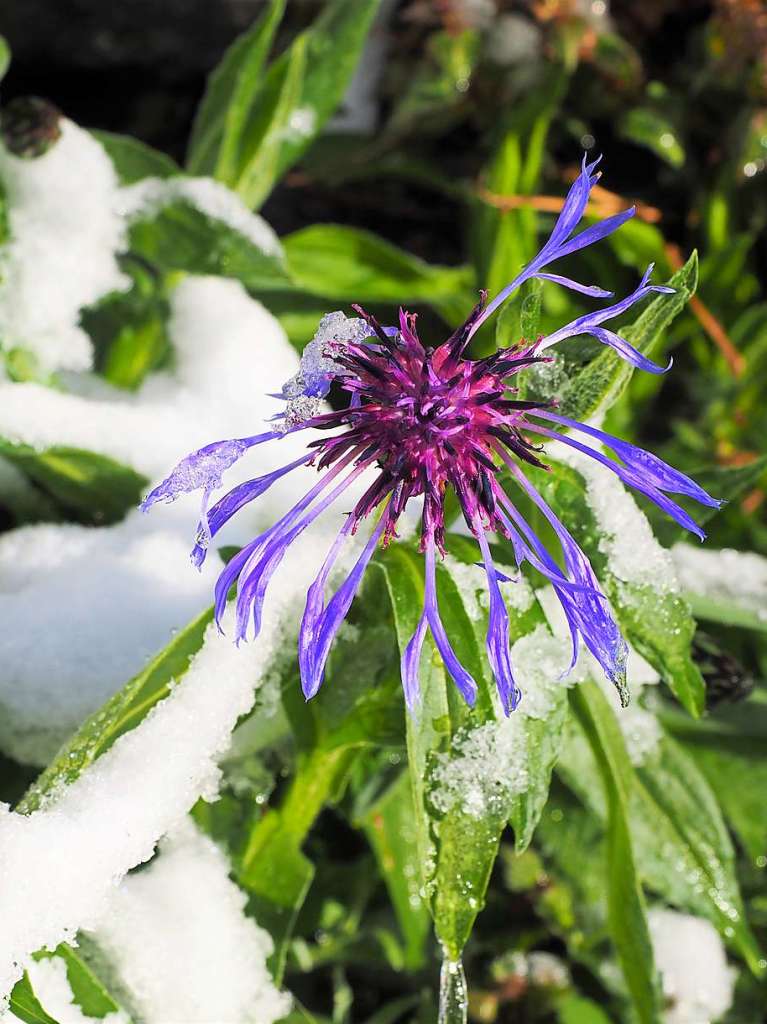 Eine schneeweie Schicht hat am Dienstagmorgen Bume, Wiesen und Blumen rund um Feldberg berzogen.