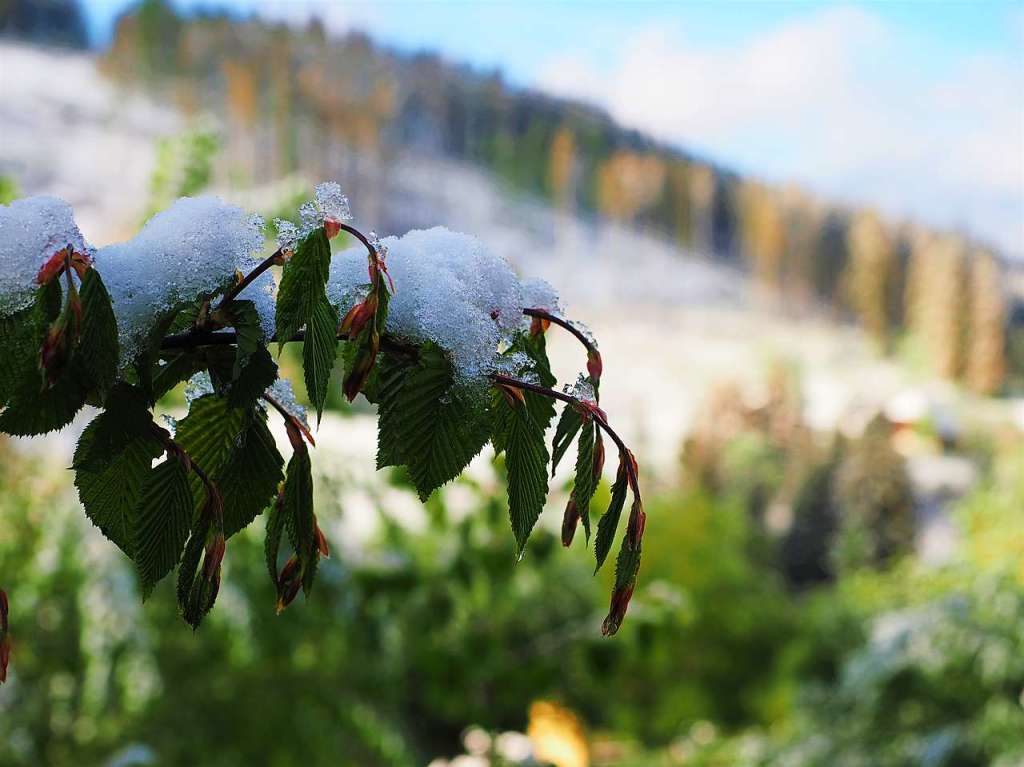 Eine schneeweie Schicht hat am Dienstagmorgen Bume, Wiesen und Blumen rund um Feldberg berzogen.