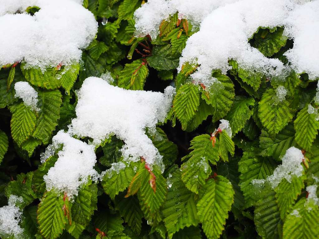 Eine schneeweie Schicht hat am Dienstagmorgen Bume, Wiesen und Blumen rund um Feldberg berzogen.