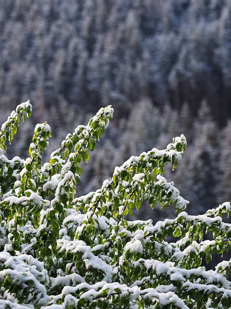 Eine schneeweie Schicht hat am Dienstagmorgen Bume, Wiesen und Blumen rund um Feldberg berzogen.