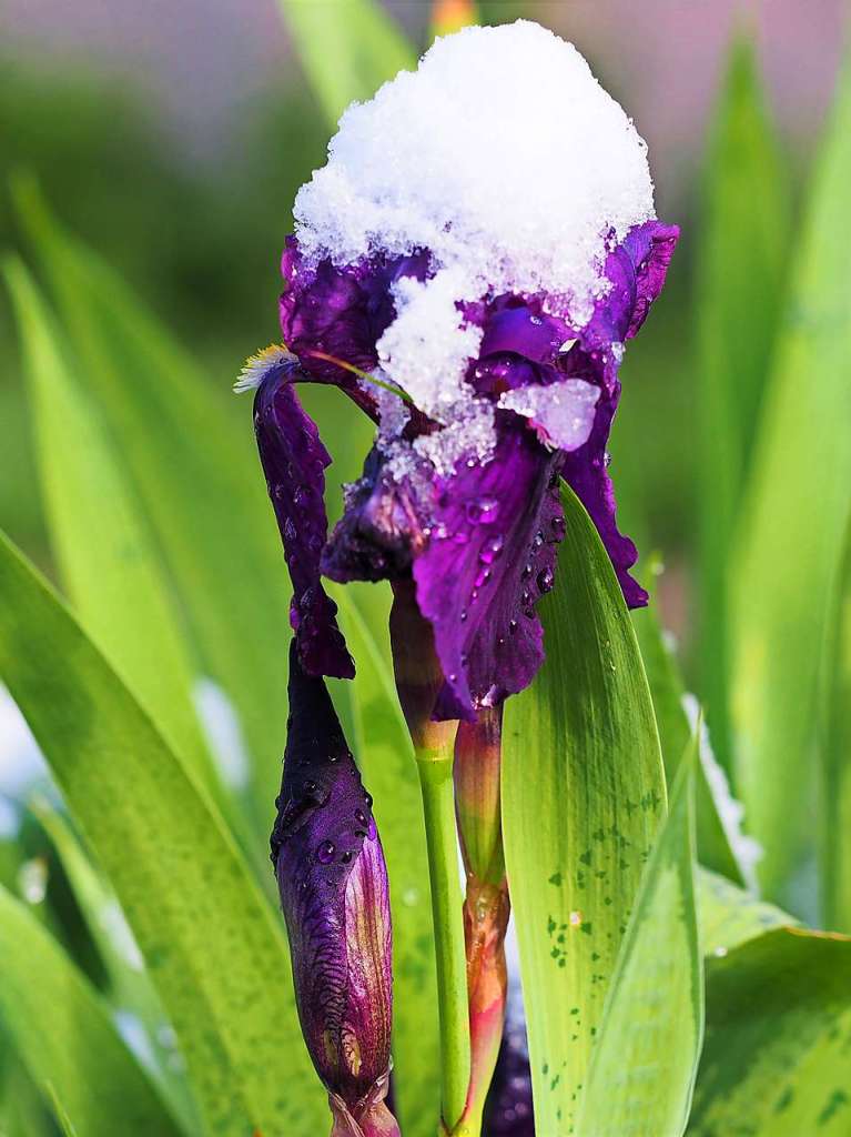 Eine schneeweie Schicht hat am Dienstagmorgen Bume, Wiesen und Blumen rund um Feldberg berzogen.