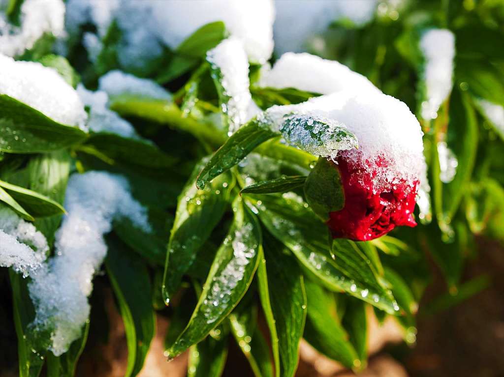 Eine schneeweie Schicht hat am Dienstagmorgen Bume, Wiesen und Blumen rund um Feldberg berzogen.