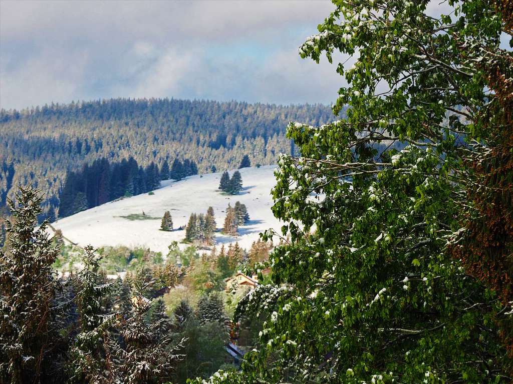 Eine schneeweie Schicht hat am Dienstagmorgen Bume, Wiesen und Blumen rund um Feldberg berzogen.