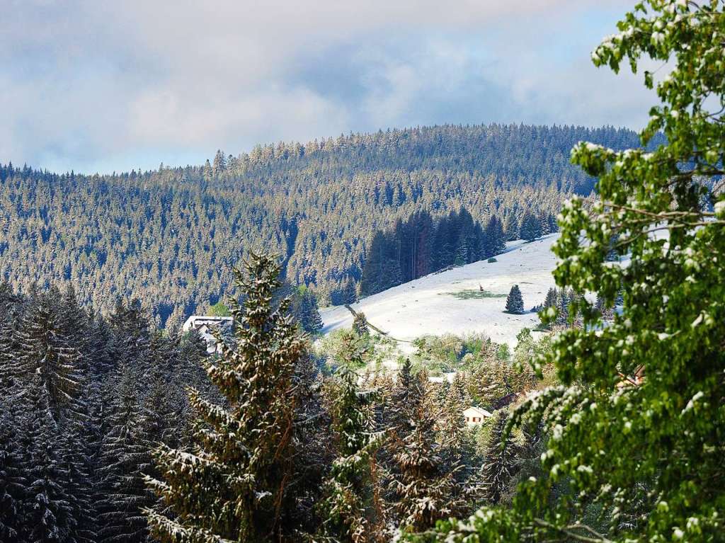 Eine schneeweie Schicht hat am Dienstagmorgen Bume, Wiesen und Blumen rund um Feldberg berzogen.