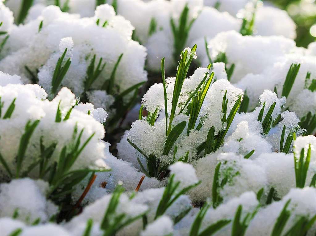 Eine schneeweie Schicht hat am Dienstagmorgen Bume, Wiesen und Blumen rund um Feldberg berzogen.