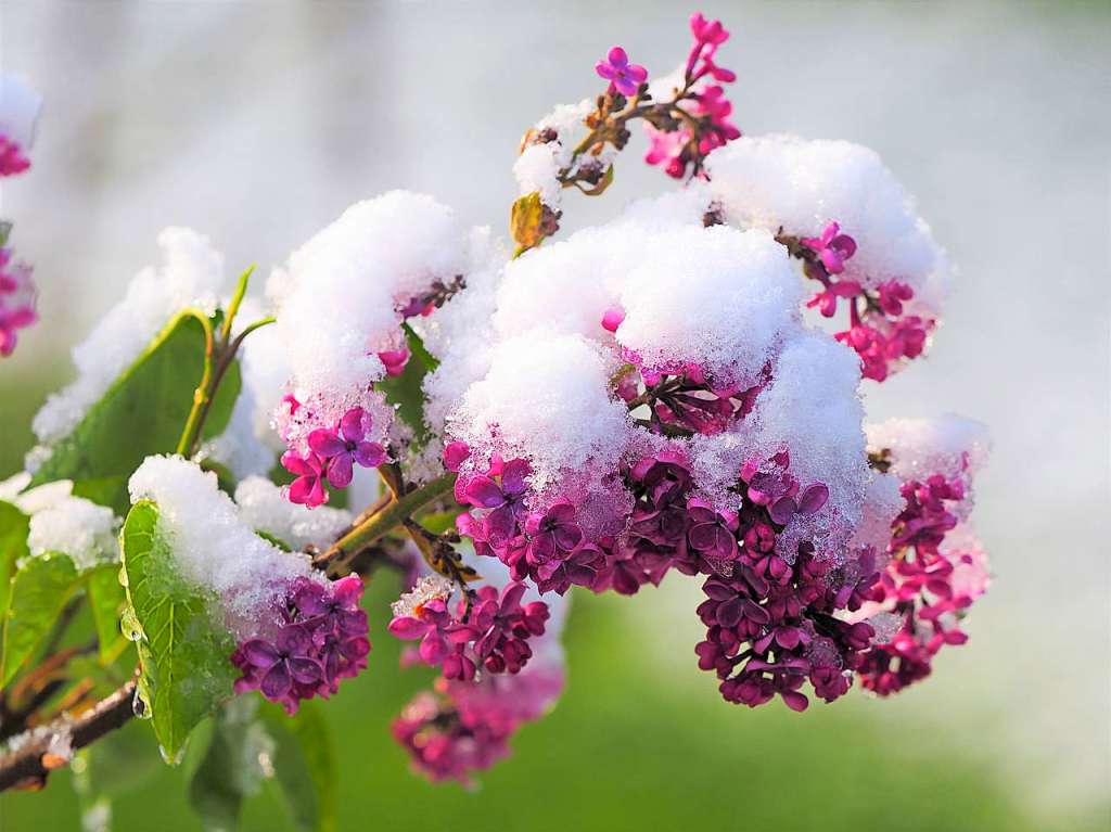 Eine schneeweie Schicht hat am Dienstagmorgen Bume, Wiesen und Blumen rund um Feldberg berzogen.