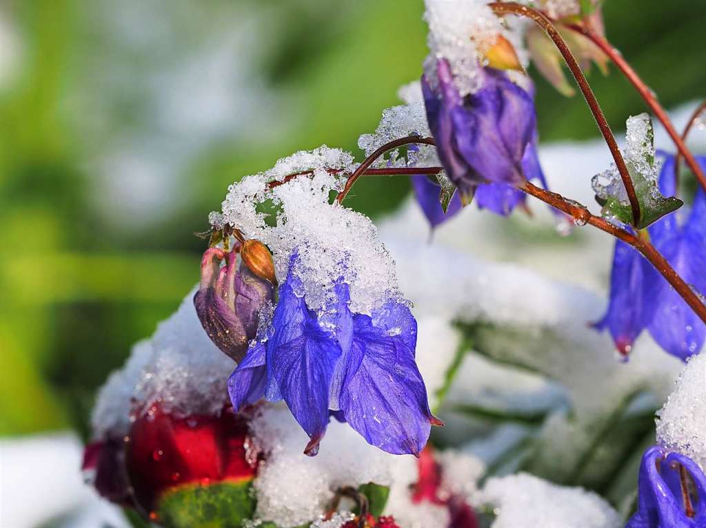 Eine schneeweie Schicht hat am Dienstagmorgen Bume, Wiesen und Blumen rund um Feldberg berzogen.