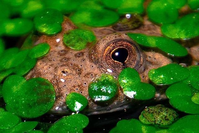 Auge in Auge mit einer Gelbbauchunke