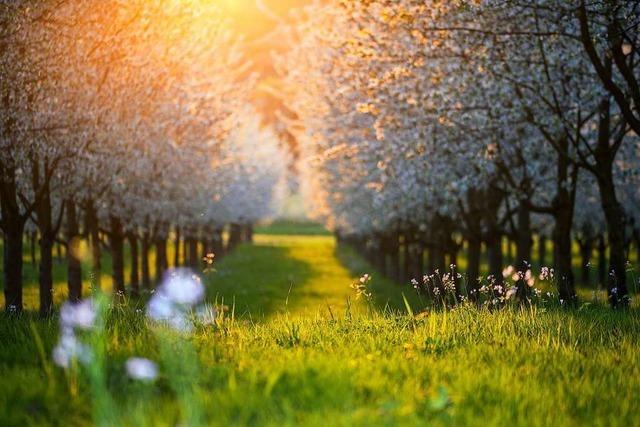 Sonnenuntergang in der Kirschbaumallee im Eggenertal