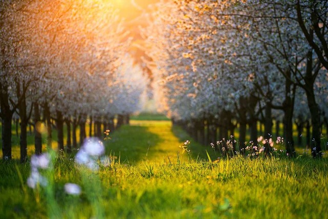 Sonnenuntergang in der Kirschbaumallee.  | Foto: Jana Hollenwaeger