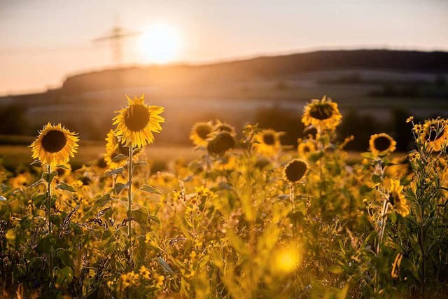 Sonnenblumenfeld im Sonnenlicht  | Foto: Jana Hollenwger