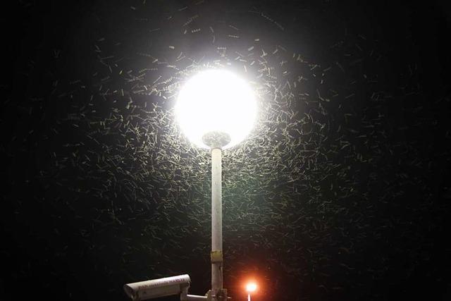 Leuchtende Todesfallen fr Insekten: Land kmpft gegen Lichtverschmutzung
