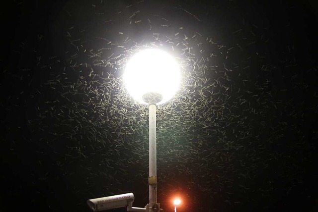 Knstliches Licht hat nach Expertenmei...ageblichen Anteil am Insektensterben.  | Foto: Andrej Mohar
