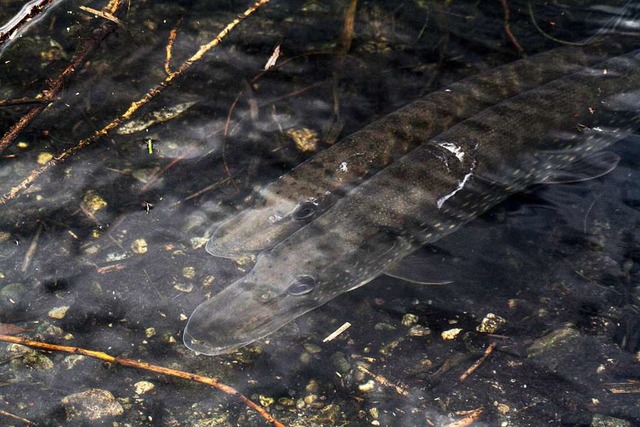 Hechte im Flckigersee.  | Foto: Hans-Jrgen Strtt