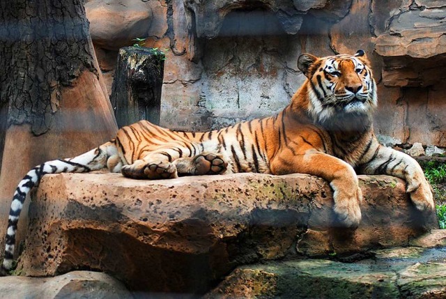 Tiger sind gefhrliche Tiere und sollt...b nicht als Haustiere gehalten werden.  | Foto: TIMUR MATAHARI (AFP)