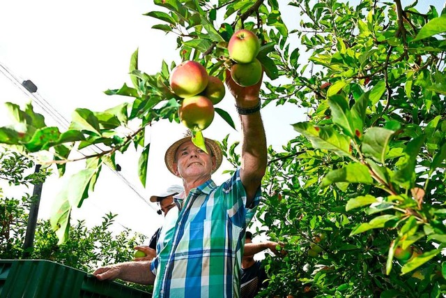 323 Millionen Euro war das aus Baden-Wrttemberg erzeugte Obst 2018 wert.  | Foto: Felix Kstle