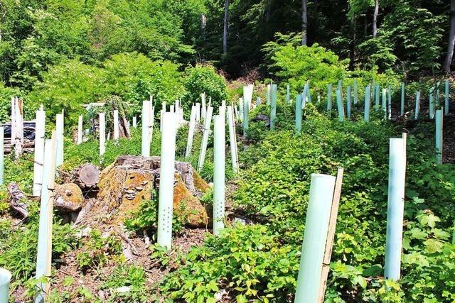 Der Wald in Grenzach-Wyhlen braucht viel mehr Wasser