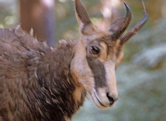 Wegen Verbissschden nicht beliebt: Gmsen im Mnstertler Forst  | Foto: Markus Donner