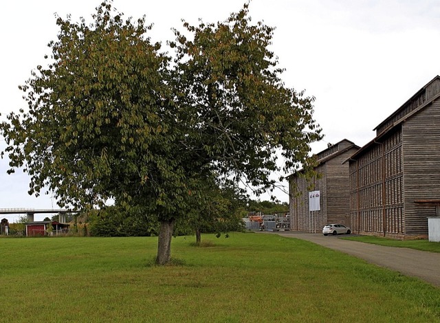 Als Alternativstandort frs neue Feuer...e Graswegwiese bei den Tabakschpfen    | Foto: Adelbert Mutz