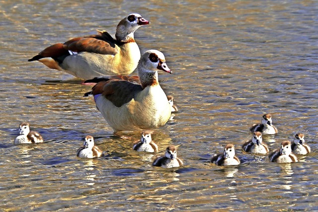 Nilgnse fhlen sich auch in Gundelfin...egion, hier  mit zehnfachem Nachwuchs.  | Foto: Bernd Wehrle