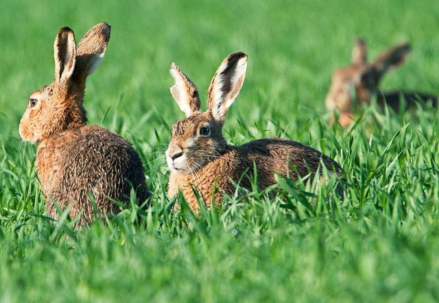 Den Feldhasen geht es gut: Sie vermehr...andel und Fuchskrankheiten eine Rolle.  | Foto: Boris Roessler (dpa)