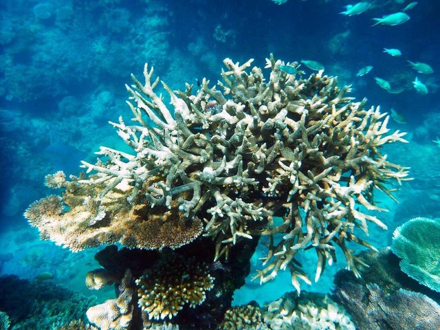 Auch den Korallen am Great Barrier Ree...ie sind von Korallenbleiche betroffen.  | Foto: Daniel Naupold (dpa)
