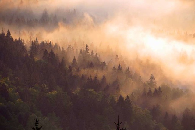 Strotzend vor Kraft: der nachgewittrig...gmischwald im Hochschwarzwald im Mai.   | Foto: Hubertus Ulsamer