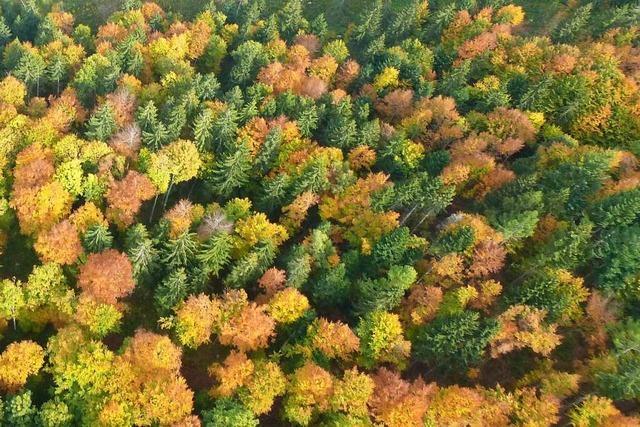 Jetzt wird's bunt im Wald im Dreisamtal