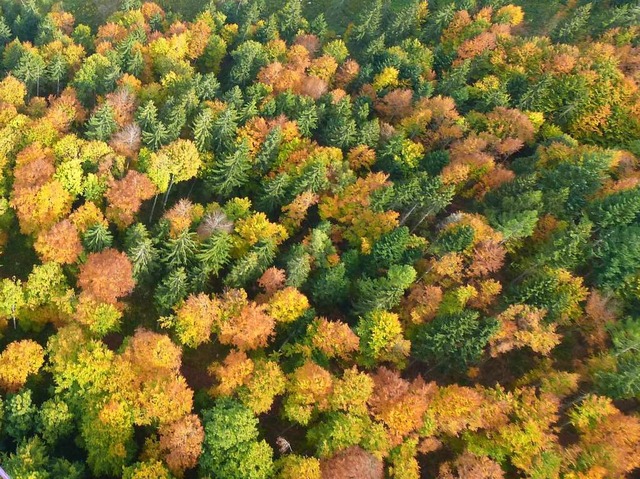 Das Dreisamtal aus der Gleitschirmfliegerperspektive.  | Foto: Volker Jung