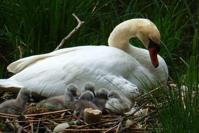 Im Rheinwald bei Weisweil kann man Baby-Schwne sehen