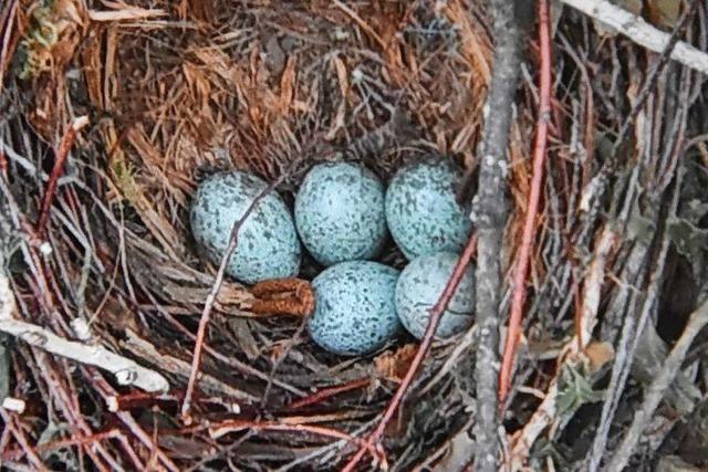 Vogelnest wird umgesiedelt, Hausbesitzer muss die Kosten tragen