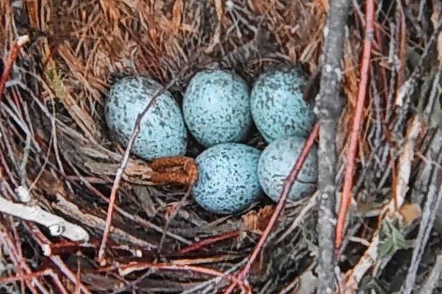 Fnf Eier lagen im Nest.  | Foto: Heinz und Monika Vollmar