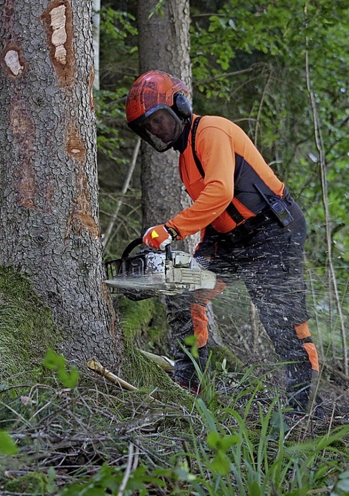 Vom Borkenkäfer befallene Bäume müssen...; wie hier im Frühjahr bei Simonswald.  | Foto: Landratsamt Emmendingen – Ulrich Spitzmüller