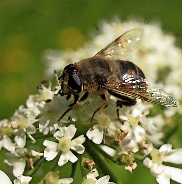 Bienenschden sollen sofort gemeldet werden.  | Foto: Jutta Schtz