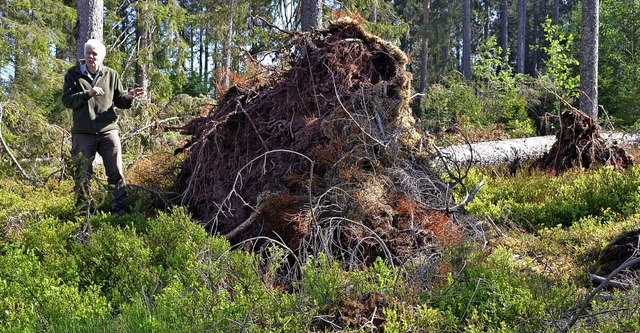 Einen idealen Platz fr Auerwild im he...it Wurzelteller zeigt  Gerrit Mller.   | Foto: Liane Schilling