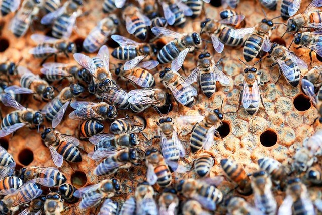 Bienen in ihrem Stock  | Foto: Jens Bttner