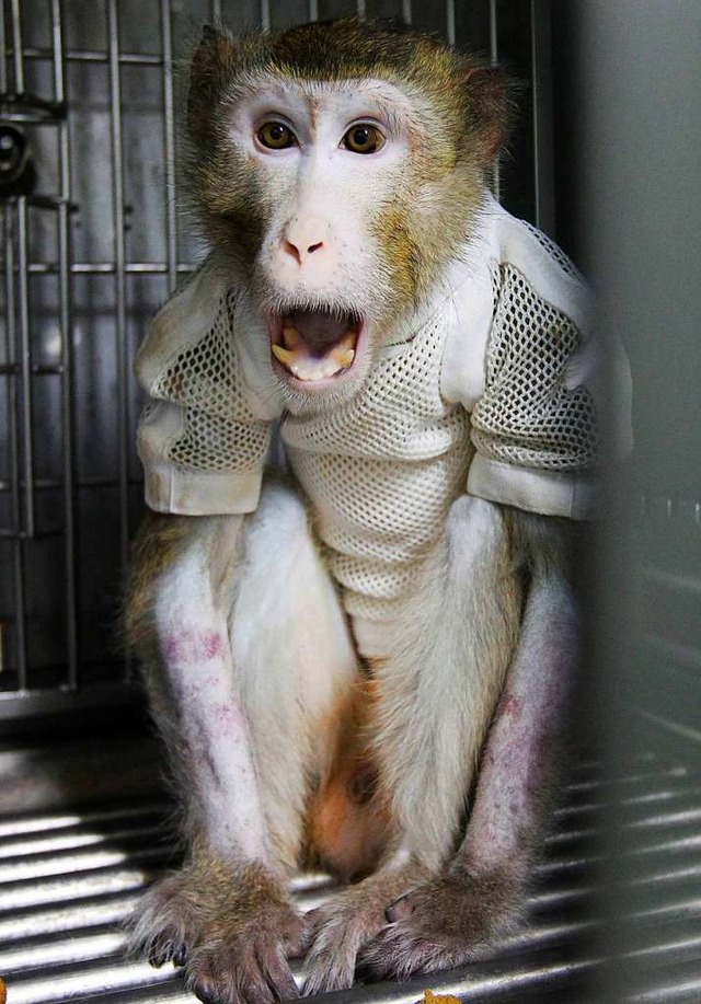 Ein Affe nach der Operation  | Foto: Yonhap