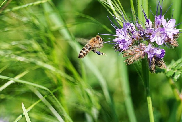 Eine Honigbiene im Anflug auf eine Phacelia in Ihringen.  | Foto: Eugenie Fiedler
