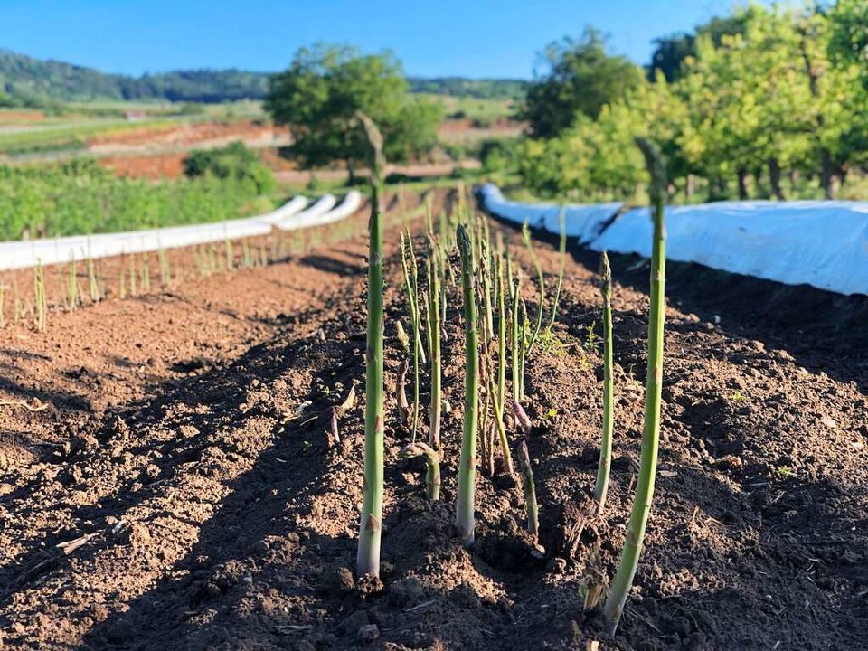 Der grne Spargel schiet in die Hhe ...chneiden ganz einfach geerntet werden.  | Foto: Jennifer Reyes