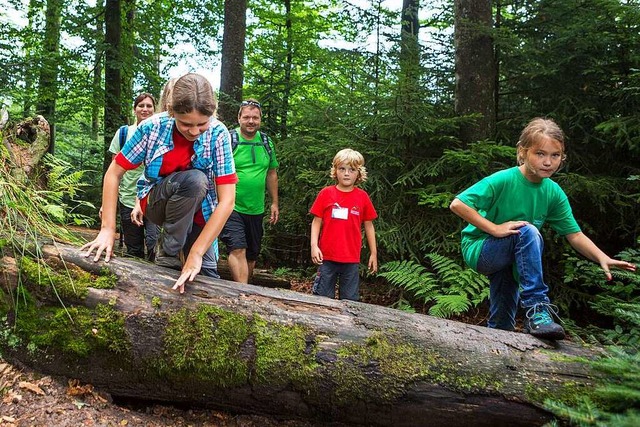 Abenteuerlich geht es im Nationalpark Schwarzwald auf dem Wildnispfad zu.  | Foto: Nationalpark Schwarzwald