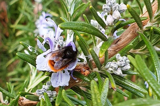 Lecker Essen: Eine Hummel ist fndig geworden.   | Foto: Felix Gutekunst