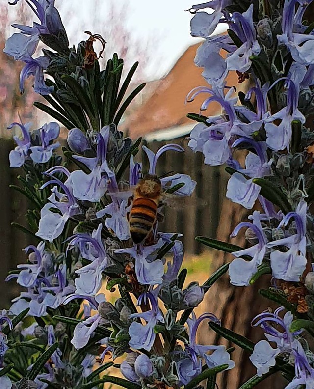 Noch mehr Insektenleckereien  | Foto: Felix Gutekunst