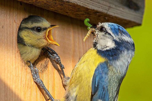 Schnabel auf: Eine Blaumeise füttert eines ihrer Jungen. | Foto: Rita Priemer Schnabel auf: Eine Blaumeise füttert eines ihrer Jungen. | Foto: Rita Priemer