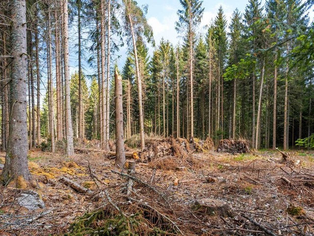 Aus der Sturmflche soll ein Bergmisch... 50 Prozent Tanne und Buche entstehen.  | Foto: Wilfried Dieckmann