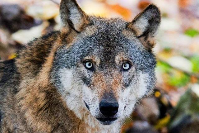 Ist auch ein Schaf Opfer des Wolfs in Mnstertal geworden?