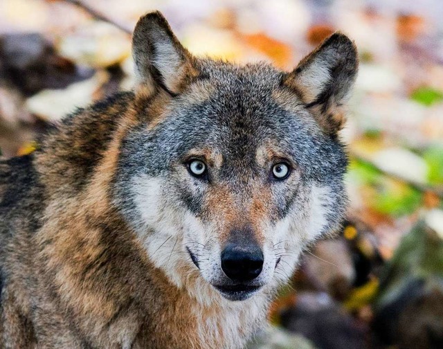 Ein Wolf  | Foto: Julian Stratenschulte